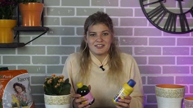 Каланхоэ после покупки ✿ Грунт для каландива смотреть онлайн