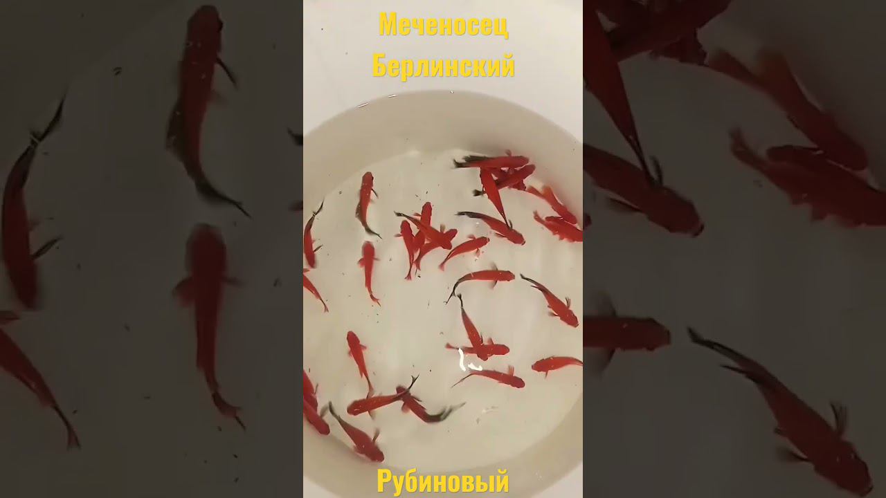 Меченосец для разведения. #меченосец #fish #aquarium #аквариумныерыбки #аквариум #shorts #short смотреть онлайн