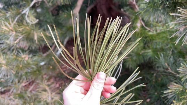 Japanese Umbrella Pine - Sciadopitys Verticillata | Joshua's Garden