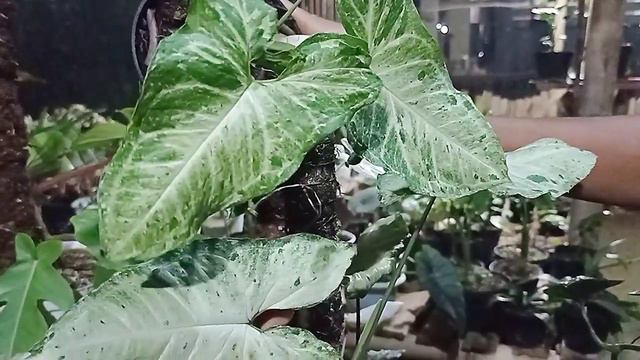 SYNGONIUM YANG LAGI NGEHITS | SERUPA TAPI TAK SAMA