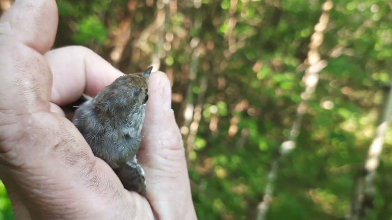 Подготовка места, для ловли птиц, даже половить попробовал. 6.08.2022 год. смотреть онлайн