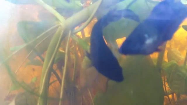 Петух жрет икру! смотреть онлайн