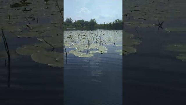 Вода водица Земная Царица смотреть онлайн