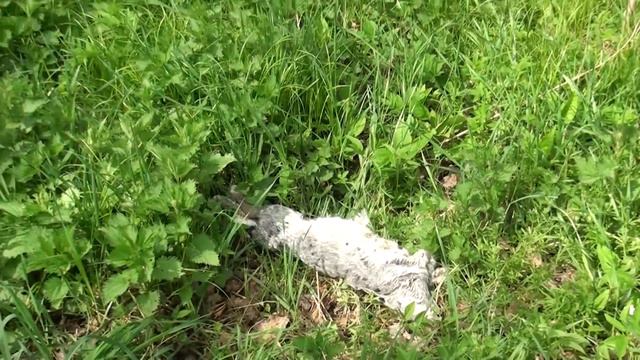 В господарстві Миколи Попика частково загинули бджоли, кролики та риба