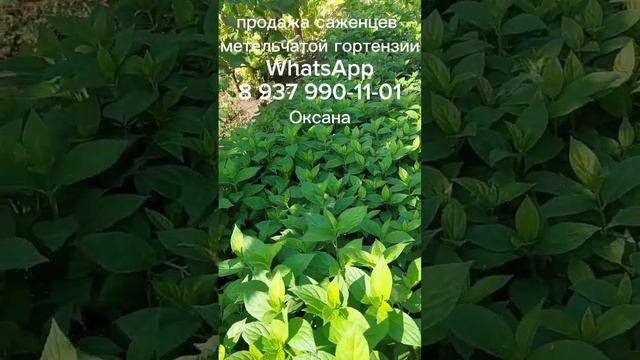 Метельчатая гортензия продажа 937 990 1101 #саженцы #гортензии #метельчатаягортензия #цветы смотреть онлайн