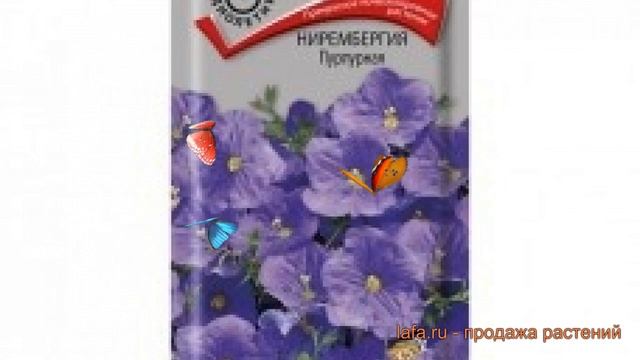 Нирембергия пурпурная Пурпурная (purpurnaya) ? обзор: как сажать, семена нирембергии Пурпурная смотреть онлайн