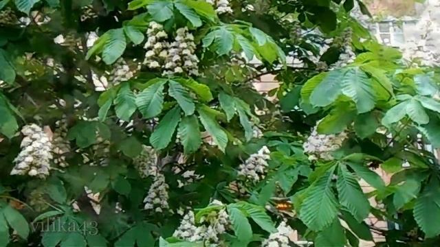 Каштан Цветут каштаны в городе моём  Видео зарисовка цветущий каштан