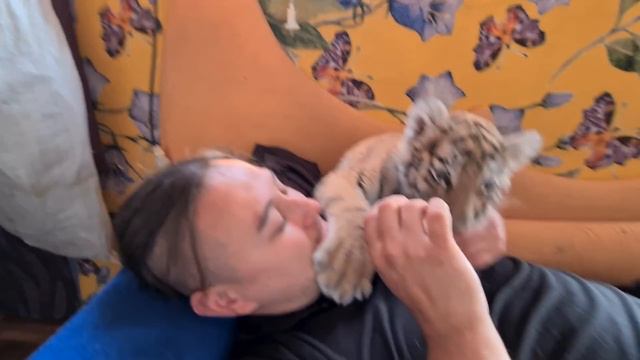 Тигрята напали на Тигропапу, чтобы обнять!)