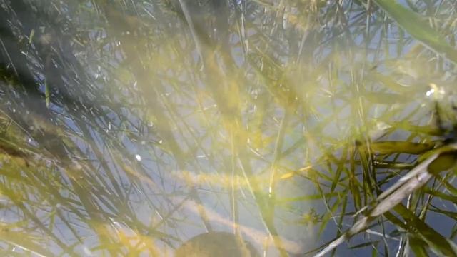 Рыбки плавают в озере смотреть онлайн