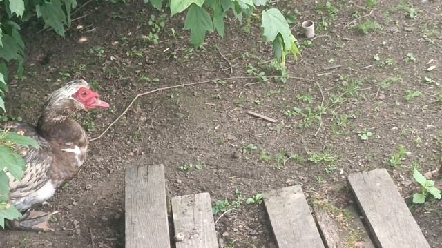 Куры Доминант или Легбар???Порода или кросс? смотреть онлайн