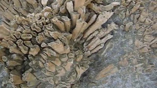 Древнее дно Красного моря смотреть онлайн