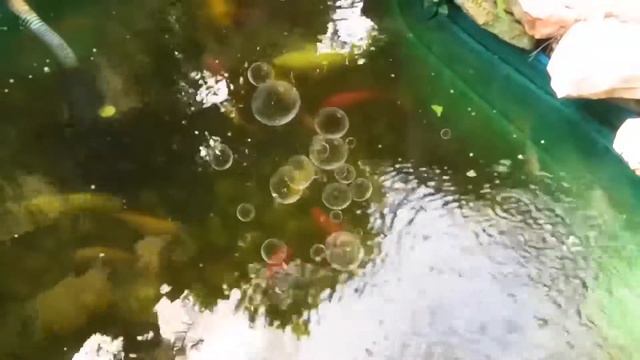 Исчез Котёнок, Тифани ведёт расследование  смотреть онлайн