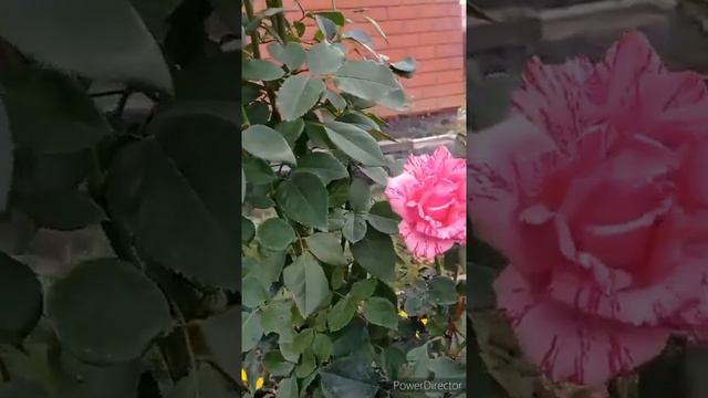 Наслаждаемся красотой роз с водой «dimmel»! Сюжет клиента нашей компании Минзили Х. смотреть онлайн