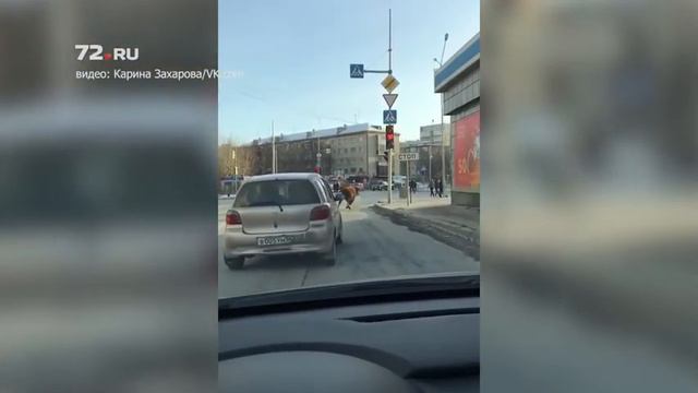 Корова бегает по Тюмени смотреть онлайн