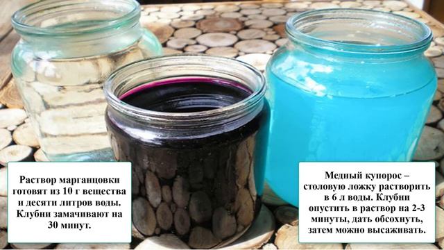 Как бороться с фитофторой на картофеле