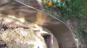 как обмолотить пшеницу  вручную