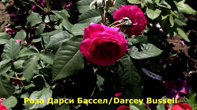 ТОП 4. Розы Д.Остина пурпурно-розового цвета - Принцесса Анна, Дарси Бассел, Софи Роуз, С.Д.Бетжеме смотреть онлайн