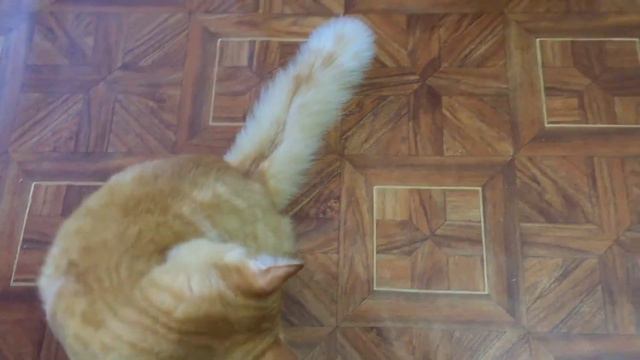 Ginger seals are fighting again / Рыжие коты снова дерутся. смотреть онлайн