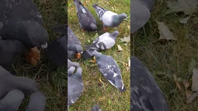 ВОРОНЫ И ГОЛУБИ.. смотреть онлайн