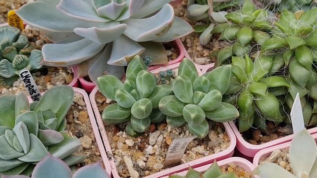 Коллекция суккулентов. Лето 23, часть 2 #succulent