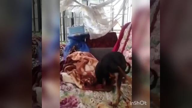настоящий хохол.mp4 смотреть онлайн