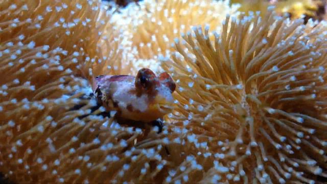 Pink Scooter Blenny смотреть онлайн