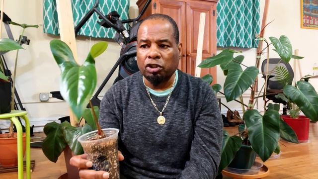 Anthurium Nigrolaminum GIGI #Anthurium #Anthuriumnigrolaminum