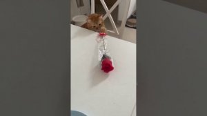 С праздником, дорогие девушки!