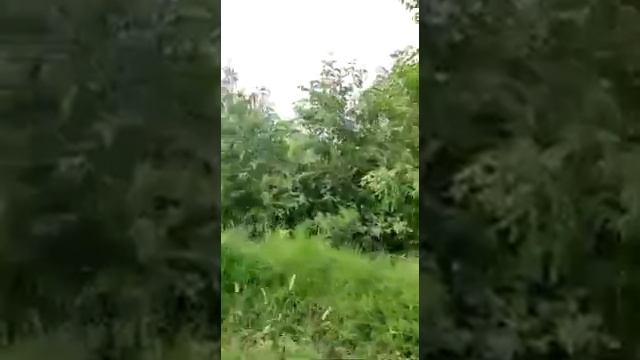 Agriculture land for sale |Cheapest rate | prime location | 2021-2022 Low price | DIKHAN смотреть онлайн