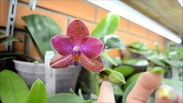 Phalaenopsis Gigantea и другие!