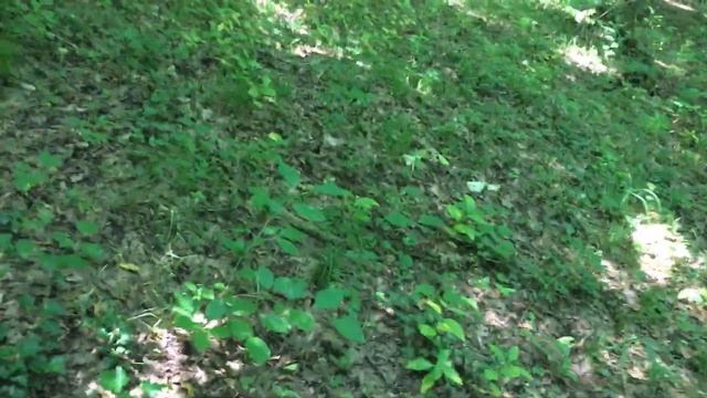 ГРИБОВ В ЛЕСУ - НЕТ!!! ДА, ДА - НЕ ВЕРИТЕ??? смотреть онлайн