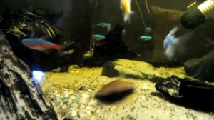 почему погибают неоны ? часть 1