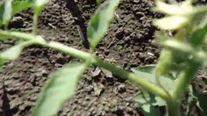 ПОСАДИЛ И ЗАБЫЛ - СКОРОСПЕЛЫЙ ПАЛЬЧИКОВЫЙ СОРТ ТОМАТА СИБИРСКИЙ ПИРУЭТ  Ольга Чернова 22июня