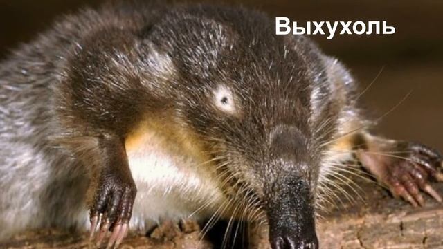 Насекомоядные Млекопитающие смотреть онлайн