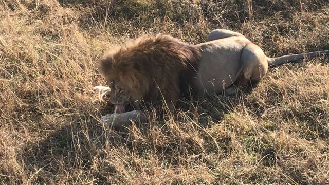 Сытная трапеза льва. Тайган A hearty lion meal. Taigan смотреть онлайн