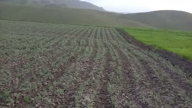 Н-25 50% Нахуд уже таёр тел:+992557002216 смотреть онлайн