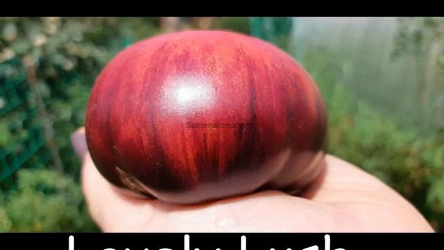 Томаты с антоцианом .сезон 2021г. смотреть онлайн