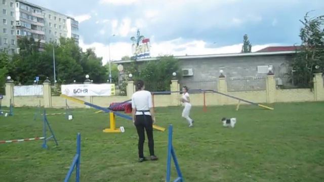 Мокроусова Алена и папийон Перси смотреть онлайн