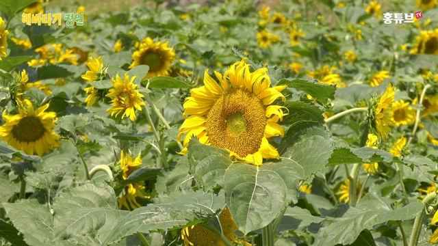 청성 해바라기 정원 - 배경음악 남승민의 지붕, 촬영장비 : AG-UX180, 4K смотреть онлайн