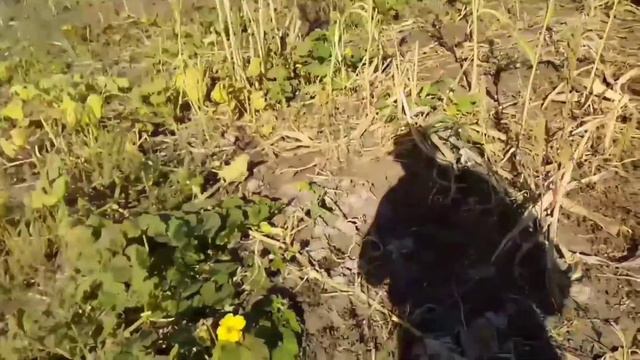 телята,коровы,городы. убрал кабак (гарбузы,) смотреть онлайн