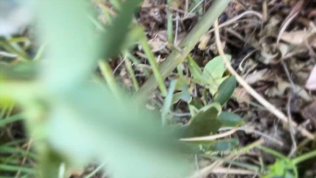 Passiflora Panda (Passion Fruit) смотреть онлайн