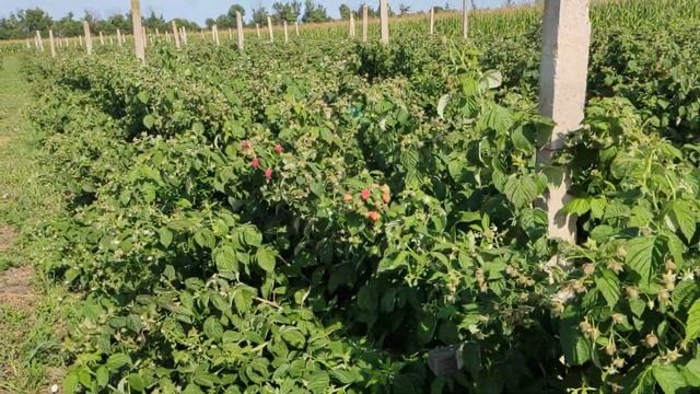 Супер сорт малини Джоан Джей смотреть онлайн