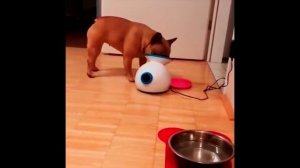 Приколы с французскими бульдогами,french bulldog