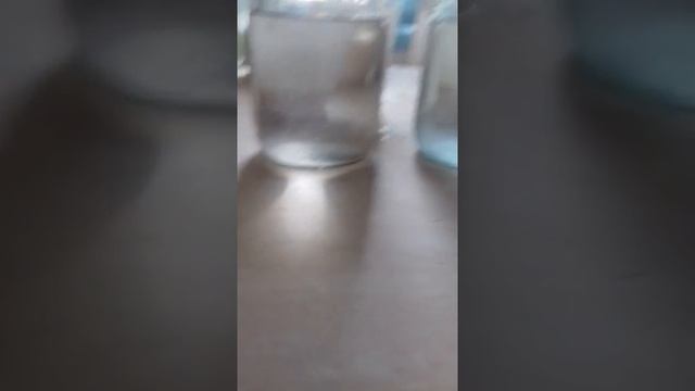 Как провереть на молоке котная ли коза ... смотреть онлайн