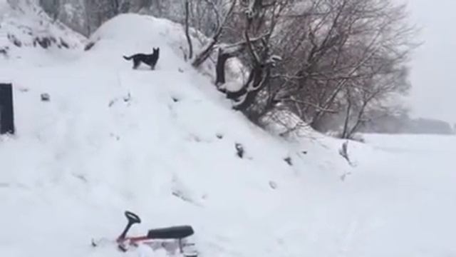 Собака Лапа носиться по речке!))))) смотреть онлайн