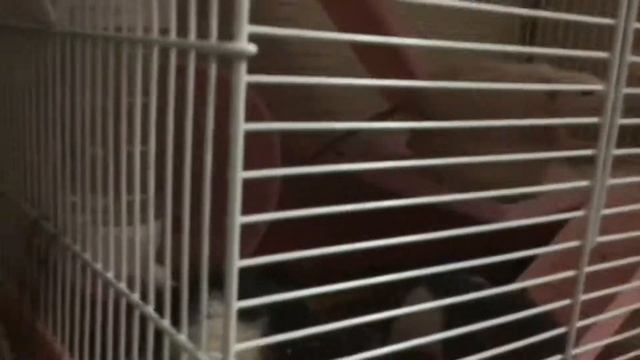 Плюсы и минусы содержания крыс. смотреть онлайн