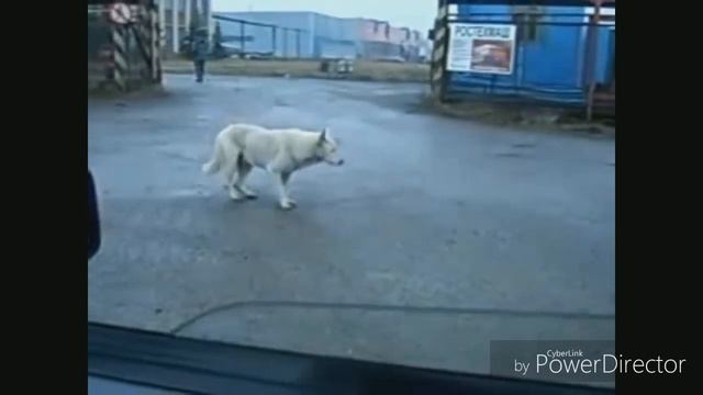 Тает лёд,собака танцует смотреть онлайн