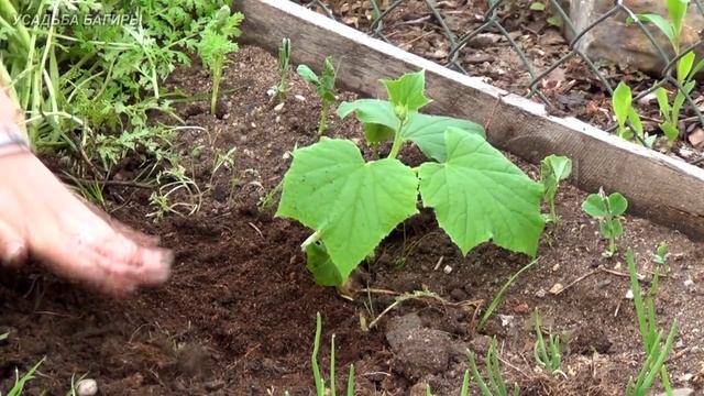 Посадка рассады огурцов в грунт смотреть онлайн