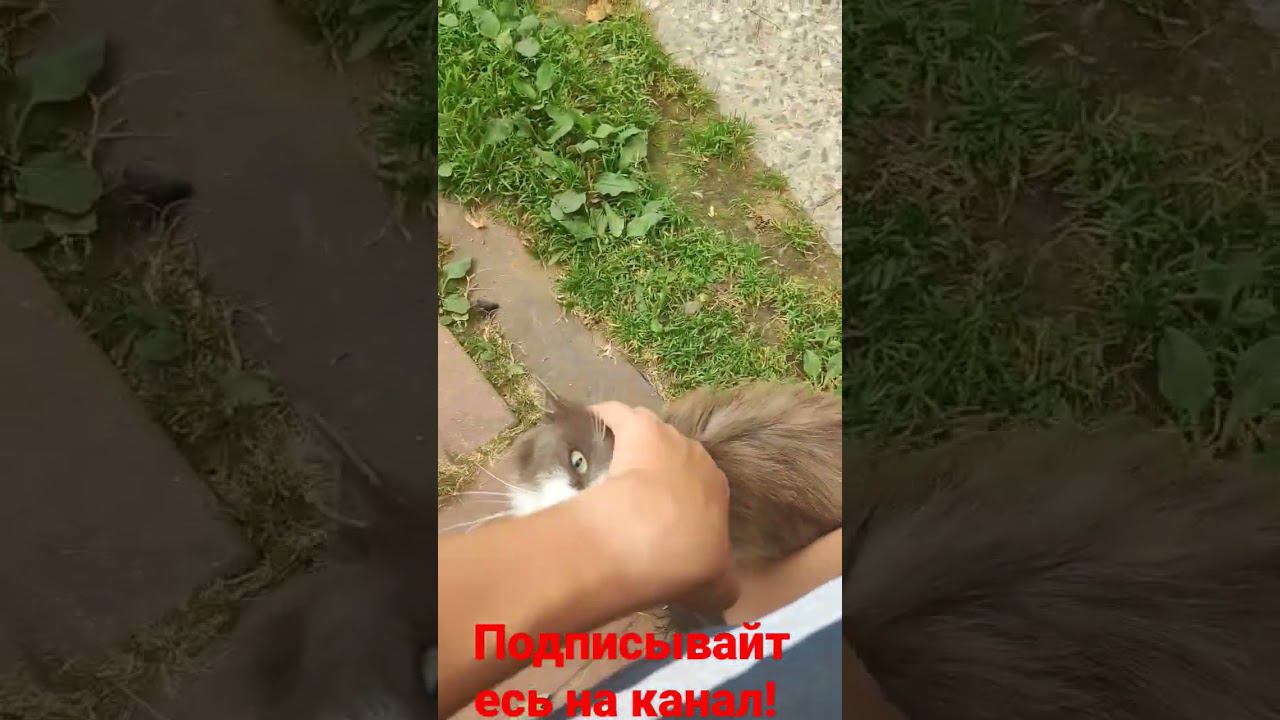 Барсик и Ласка! смотреть онлайн