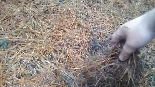 мульча из соснового опада. смотреть онлайн